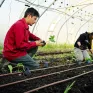 Lycée professionnel agricole Saint-François La Cadène,  plantation dans les serres avec Héloïse et Bastien